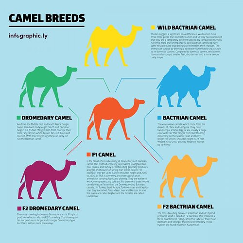camel types