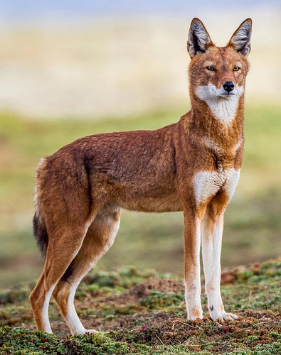 Ethiopian wolf