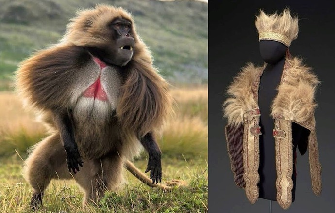 gelada etiópia