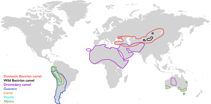 Distribution-map-of-the-different-camel-species-domestic-Bactrian-camel-wild-Bactrian