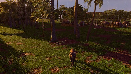 AoE III DE Tupi Buttercup the pet Cougar at sunset