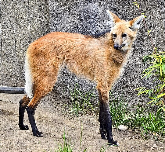 San_Diego_Zoo_(8678865731)
