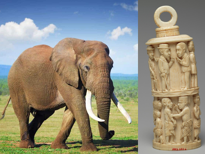 kongo elephant