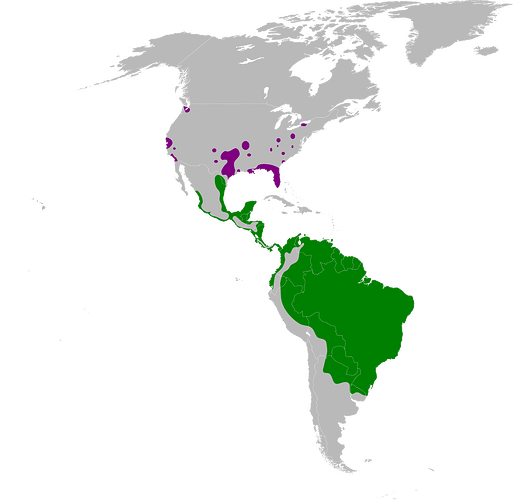 Cairina_moschata_map.svg