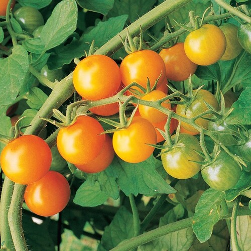 Sungold Tomatoes