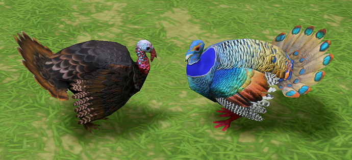 turkeys