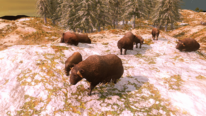AoE III DE Musk Ox at sunrise