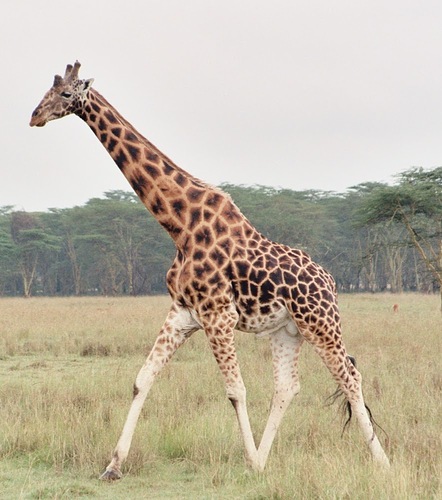 girafa núbia