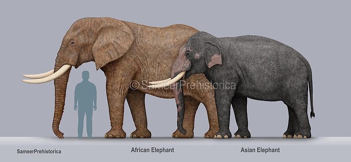 elephants height comparison