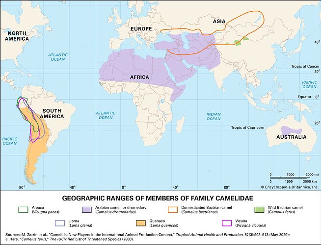 geographic-range-camels-llamas-alpacas-dromedary-vicuna-bactrian-arabian
