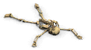 skel0