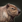 Capybara aoe3de.png