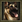 Aoe3 dog.png