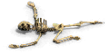 skel8