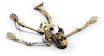 skel1