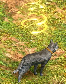 stunned wolf