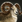 Marco polo sheep aoe3de.png