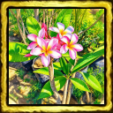 Flor de Capomo