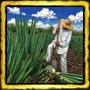 Cultivo de Agave