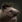 Tapir aoe3de.png