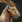 Ibex aoe3de.png