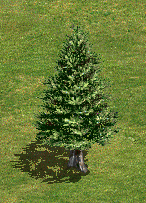 pine-forest-tree