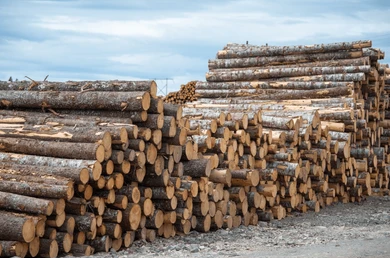 Wood stockpiles