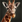Giraffe portrait.png