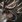 Caribou aoe3de.png