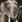 Elephant aoe3de.png