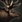 Elk aoe3de.png