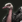 Ostrich portrait aoe3de.png