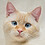 catopia