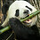 OG_Panda