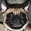 Puggles