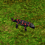 Salamandra1404