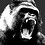 ThePhantomGorilla