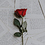 x999xRoses
